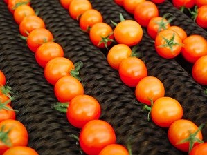 プチトマト選果機用-スプレーノズルの導入でコストダウン